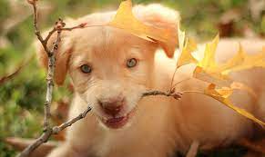 Purebred Vs Mutt Are Mixed Breed Dogs Healthier The Happy Puppy Site