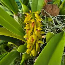Image result for Bulbophyllum sp. nov