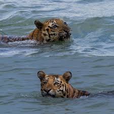 Man saves tiger from river in India