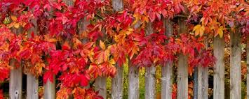 L'occasion d'un petit retour en images pour prolonger ce beau. Amenager Son Jardin D Automne Avec Coop Brico Loisirs
