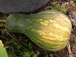 Image result for Cucurbita moschata
