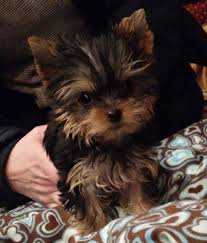 The breed is relatively, albeit increasingly popular, achieved through. Priceless Yorkie Puppy Teacup Yorkie Puppy Yorkie Puppy Yorkshire Terrier Puppies