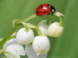 Lily of the valley with its sword like upright leaves and humble hanging. Photo De Coccinelle Coccinelle N 589943 Sur Photos Animaux Com