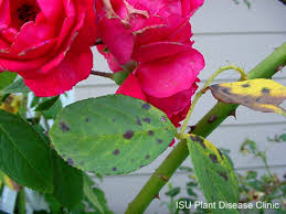 It is essentially a potassium deficiency that causes the leaves on a vine to turn purple and eventually black as chlorophyll is lost. Rose Black Spot Horticulture And Home Pest News