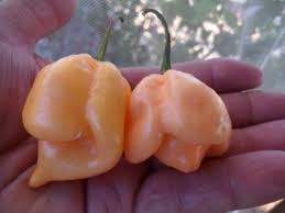 With a name like trinidad moruga scorpion pepper you can safely assume this one has a pretty vicious sting. Trinidad Scorpion Peach