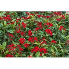 Image result for Jatropha scaposa