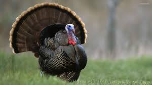 Turkey Wallpaper Wild Turkey Animals Quail Hunting