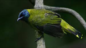 Keakuratan tes dna cucak ijo diklaim mencapai 99 persen. Suara Burung Kutilang Sutra Cucak Kurincang Cepcep Srengsengan Gacor Untuk Masteran Youtube