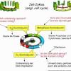 The g1 phase, or growth 1/gap 1 phase, is the first of four phases of the cell cycle that takes place in eukaryotic cell division. 1