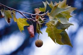 Sycamore