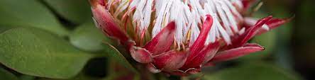 Trueleafmarket.com has been visited by 10k+ users in the past month Pick Of The Proteas Flower Power