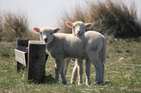Ein spaziergang mit der familie, radfahren oder joggen in gebührendem abstand zueinander sind trotz corona natürlich erlaubt. Sylt Im Fruhling Vom Naturspaziergang Bis Zum Party Wochenende