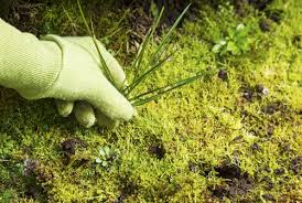 Bayer garten unkrautfrei turboclean af. Moos Wirksam Im Rasen Bekampfen Garten Blog