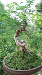 Teknik Dan Cara Budidaya Membuat Bonsai Asem Jawa Cantik