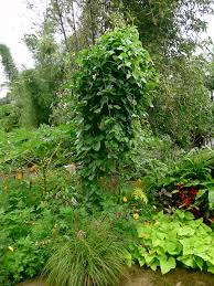 Image result for Canavalia gladiata