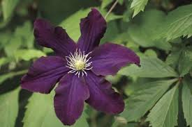 Need a tough but pretty vine to survive chilly winters in hardiness zones 3 and 4? Five Fascinating Facts About Clematis Local News Heraldandnews Com
