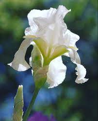 Iris Flower Wholesale Flowers Iris Flowers Flowers For Sale