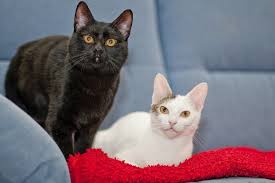 All white cats are not deaf. Domestic Shorthair Cat Facts