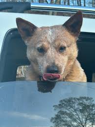 My girl bluebelle having a well earnt nap 🥰