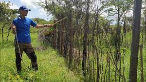 Image result for Croton dichogamus