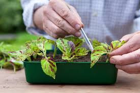 Image result for Coleus rhodesianum