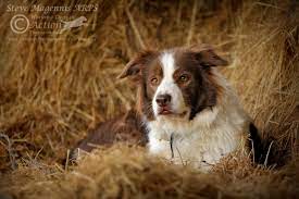 Collie Cuddles Dog Pictures Dog Photography Puppy Photography