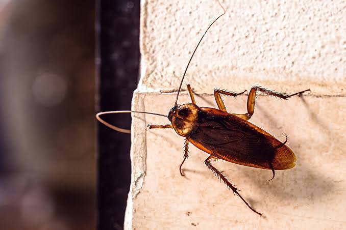 Cockroach treatment product image
