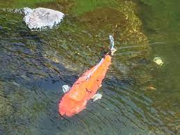 Check spelling or type a new query. Pond Questions Answers Environmental Solutions