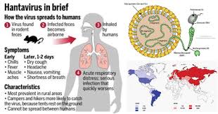 Image result for hantavirus