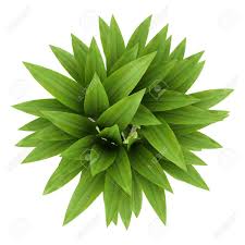 Plants Top View Png Progettazione Di Giardini Piante Photoshop