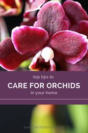 If it's dry, give it some water; How To Care For Your New Orchid A Complete Guide To For Success