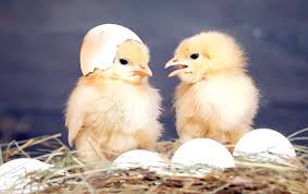 Maybe you would like to learn more about one of these? Seputar Telur Agar Menetas Baik Analisadaily Com