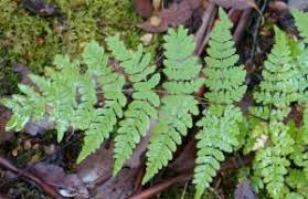 Image result for Histiopteris incisa