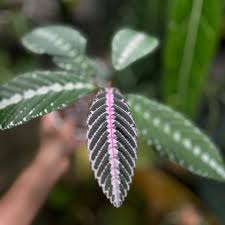 Image result for Leea