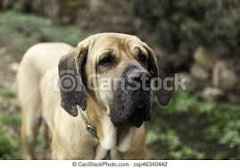Ett litet pensionat med hemmakänsla där hundarna bor som en i familjen.vi tar emot 4 hundar i dagsläget. Dog Fila Brasileiro Hundewachter Der Gesellschaft Canstock