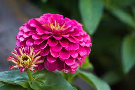 Pin On Flowers