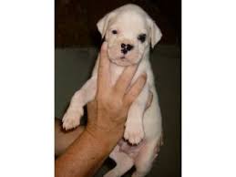 Look at pictures of puppies in kansas city who need a home. Boxer Puppies For Sale In Missouri Petswall