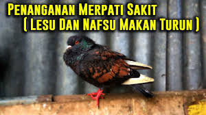 Check spelling or type a new query. Cara Menangani Merpati Sakit Lesu Nafsu Makan Turun Youtube