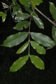 Image result for Cassipourea congoensis