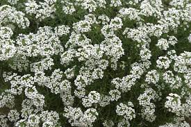 Per poterli esaminare in modo più preciso, li divideremo in fiori annuali e piante perenni, anche se i parametri per considerarli in modo sufficiente sono molto più numerosi. Alisso Alyssum Maritima Piante Annuali Il Fiore Dell Alisso