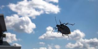 Brown marmorated stink bug history. How To Get Rid Of Stinkbugs Get Rid Of Stinkbugs Naturally In House