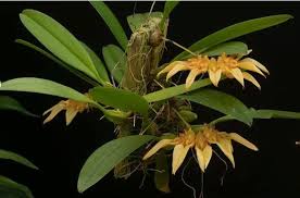 Image result for Bulbophyllum elliotii