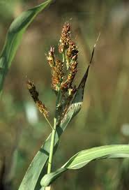 Image result for Echinochloa brevipedicellata