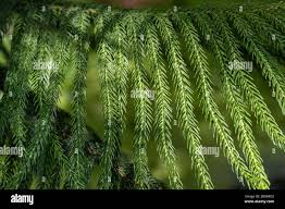 Image result for Araucaria cunninghamii