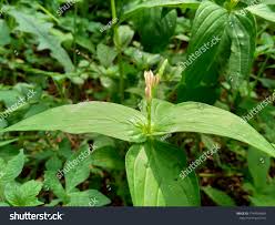 Image result for Spigelia anthelmia
