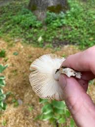 Image result for Russula perlactea