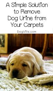 As an amazon associate we can earn a small commission from qualifying purchases. 4 Foolproof Steps To Get Rid Of Dog Urine Smell In Carpets Dogvills