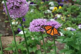 Check spelling or type a new query. May Flowers What To Plant And When Belle Fiori