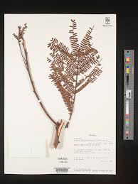Image result for Acacia amythethophylla