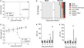 600 x 600 jpeg 337 кб. Frontiers Protective Immunity To Dengue Virus Induced By Dna Vaccines Encoding Nonstructural Proteins In A Lethal Challenge Immunocompetent Mouse Model Medical Technology